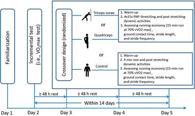 Quadriceps or triceps surae proprioceptive neuromuscular facilitation stretching with post-stretching dynamic activities does not induce acute changes in running economy